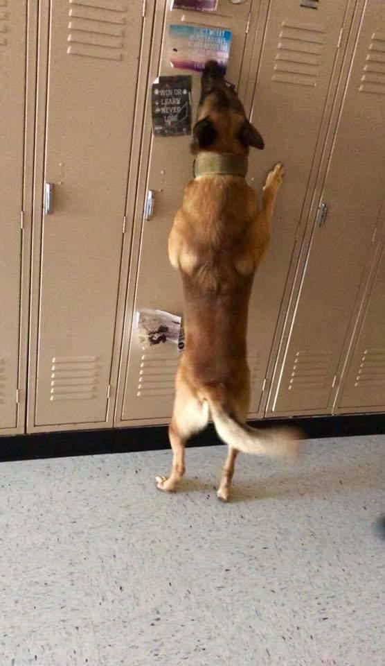 K-9 Billy sniffing a locker